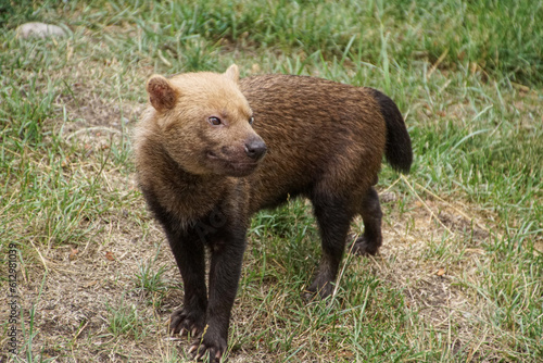 Wallpaper Mural brown bear cub Torontodigital.ca