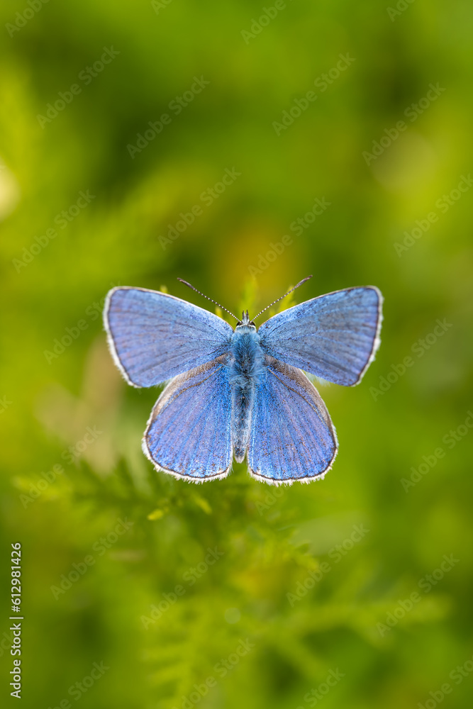 Lycaenidae / Çokgözlü Mavi / Common Blue / Polyommatus icarus