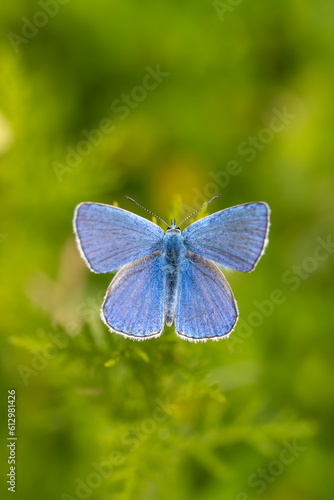 Lycaenidae / Çokgözlü Mavi / Common Blue / Polyommatus icarus