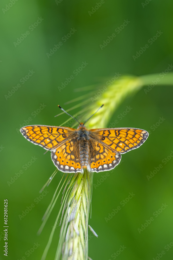 Obraz premium Nymphalidae / Nazuğum / Marsh Fritillary / Euphydryas aurinia