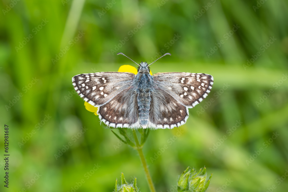 Obraz premium Sarı Bantlı Zıpzıp » Pyrgus sidae » Yellow-banded Skipper