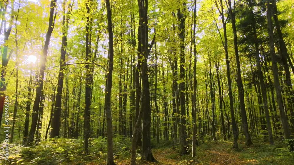 Beautiful scenery with light rays shining through bright green woods with lush trees in autumn morning. Beautiful wild forest at dawn Beautiful scenery with light rays shining through bright green woods with lush trees in autumn morning. Beautiful wild forest at dawn