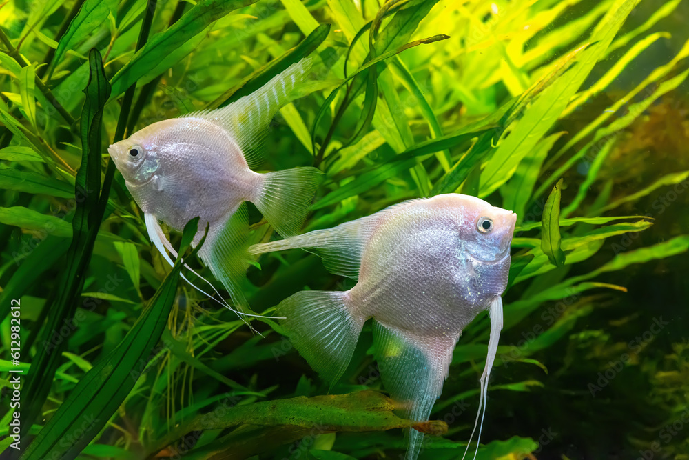 Tropical fish Pterophyllum scalare altum, angelfish swimming in aquarium water wtih green algae. Two white silver fishes in oceanarium pool. Aquatic organism, underwater life, aquarium pet Tropical fish Pterophyllum scalare altum, angelfish swimming in aquarium water wtih green algae. Two white silver fishes in oceanarium pool. Aquatic organism, underwater life, aquarium pet