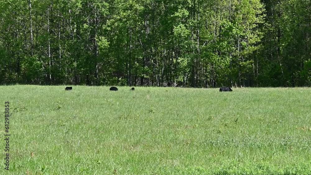 Black Bear Family Black Bear Family