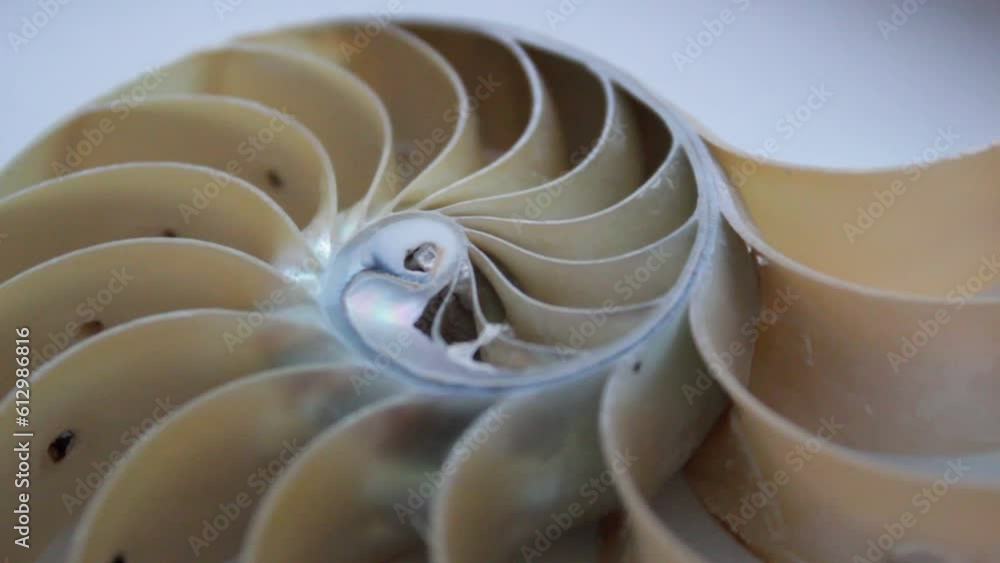 nautilus shell stock Fibonacci footage video clip turning golden ratio number sequence natural background half slice section