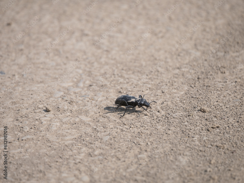 desert beetle on the ground