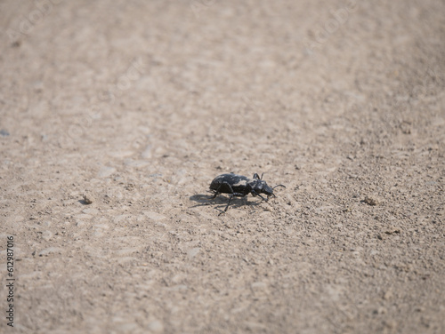 desert beetle on the ground © andybirkey