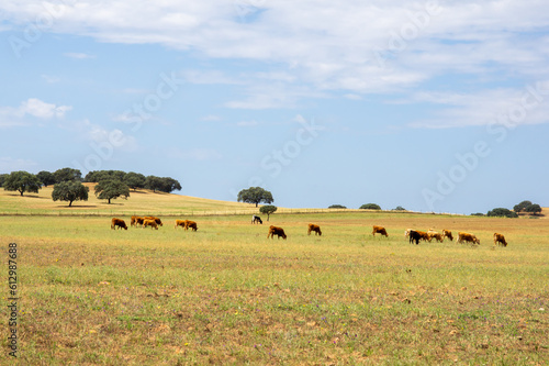 Rebaño de vacas pastando en la dehesa extremeña. © Ivanb
