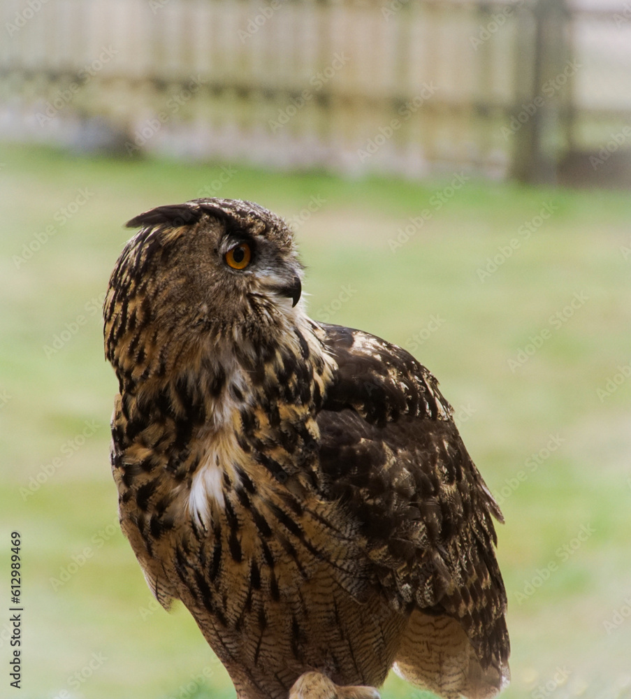 Obraz premium eagle owl in flight