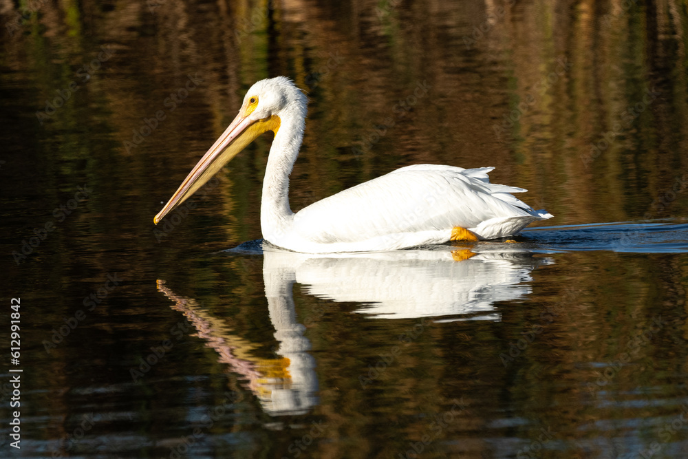 Fototapeta premium white pelican in the water