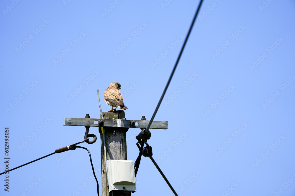 Kestrel, Falco tinnunculus sitting on a telephone pole, wooden telegraph pole Kestrel, Falco tinnunculus sitting on a telephone pole, wooden telegraph pole