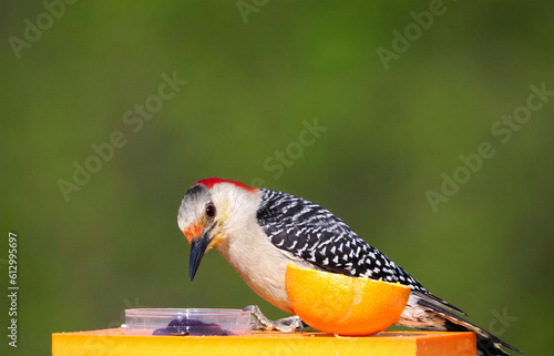 Female Redbellied Woodpecker (Melanerpes carolinus) eating grape jelly from a Norther Baltimore Oriole feeder.