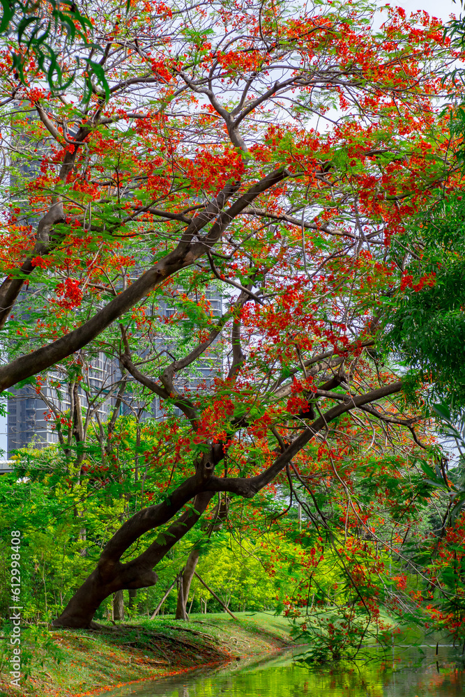 green trees and
Colorful flowers grow along the canal in the garden and green grass.