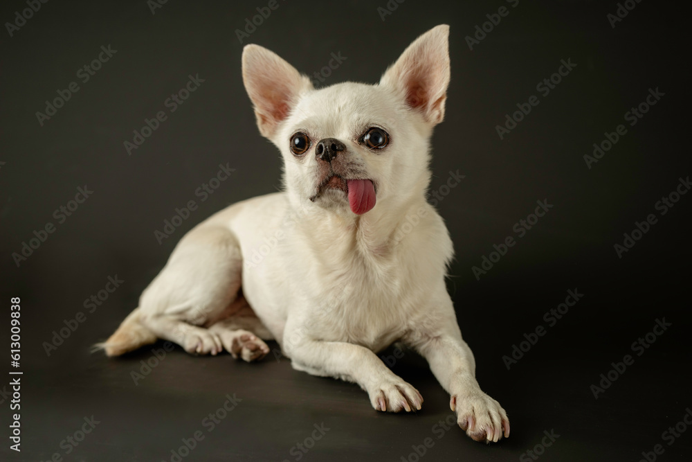 Playful Pooch: Adorable Chihuahua with Tongue Out in Studio. Charming Canine: Energetic Chihuahua Strikes a Pose in Black Studio. Tongue-tastic Moments: Cute Chihuahua with Playful Expression on Black Playful Pooch: Adorable Chihuahua with Tongue Out in Studio. Charming Canine: Energetic Chihuahua Strikes a Pose in Black Studio. Tongue-tastic Moments: Cute Chihuahua with Playful Expression on Black