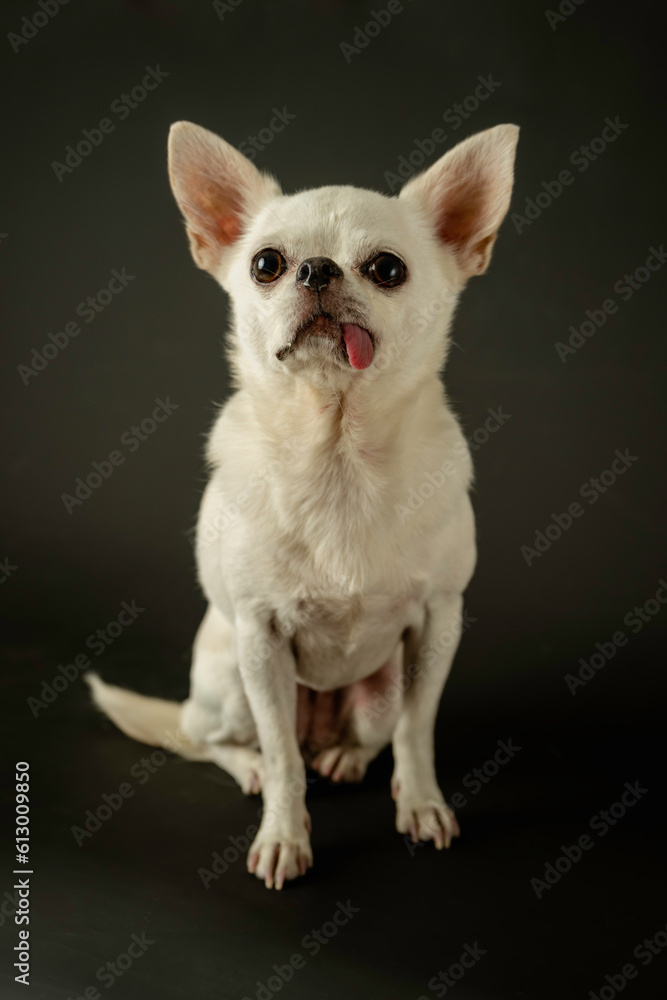 Playful Pooch: Adorable Chihuahua with Tongue Out in Studio. Charming Canine: Energetic Chihuahua Strikes a Pose in Black Studio. Tongue-tastic Moments: Cute Chihuahua with Playful Expression on Black