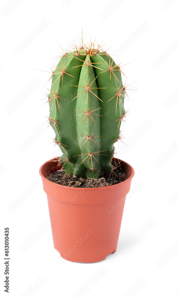 Beautiful green cactus in pot isolated on white. Tropical plant Beautiful green cactus in pot isolated on white. Tropical plant