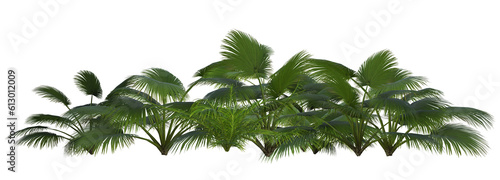 Arrangement of tropical plants image 2 of tropical series