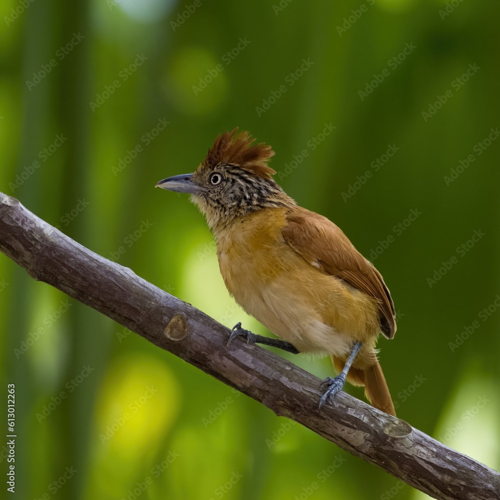 Fototapeta premium Female antshrike on a branch.