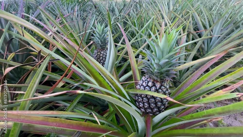 Mature green pineapples are ready to be cut and transported to the pineapple canning plant inside the pineapple farmer's orchards in Thailand. 4K Video