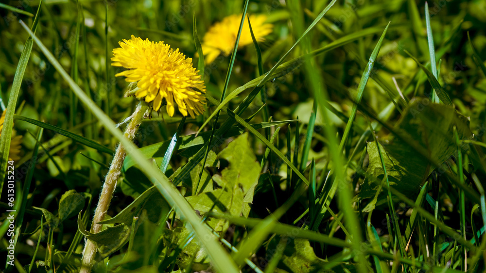 Yellow dandelions in a field close-up. Wildflowers. Floral background for advertising, banner.Field dandelion. Yellow dandelions in a field close-up. Wildflowers. Floral background for advertising, banner.Field dandelion.