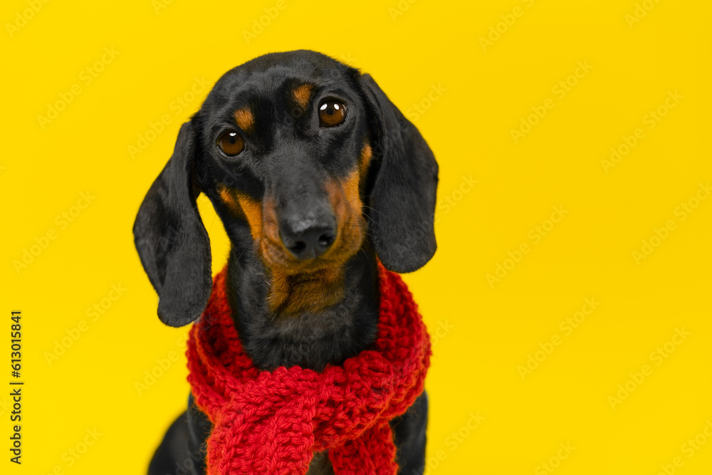 Portrait of sad defenseless dog in a red knitted scarf on a yellow background. Fall cold snap, back to school. Warm clothes for children. Pet dressed for a walk, bad mood, autumn blues, melancholy 