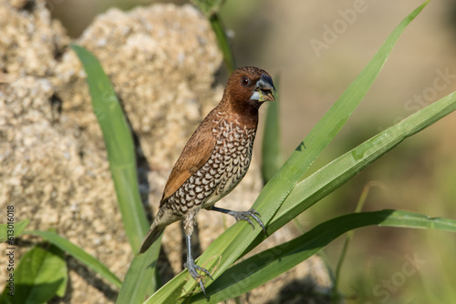 Scaly-breasted Munia (Lonchura punctulata) © azamshah72