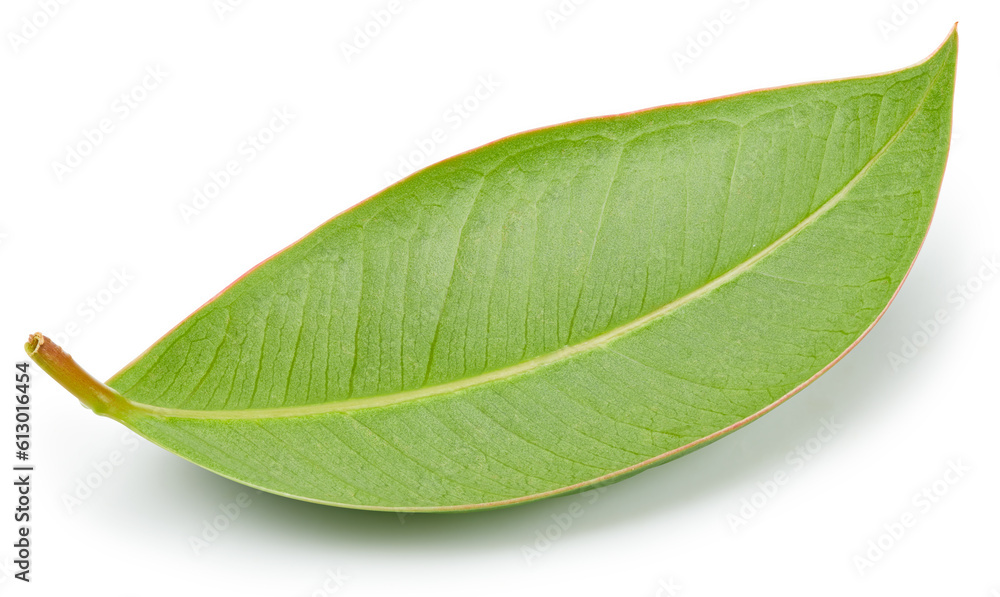 Mango leaves isolated Mango leaves isolated