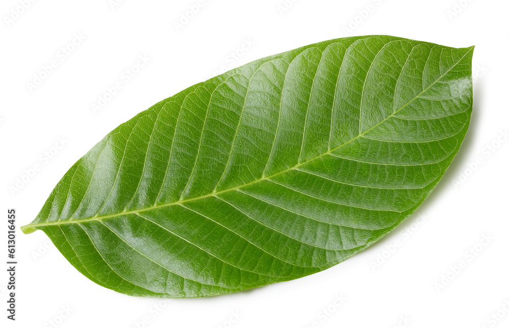 Walnut leaves isolated Walnut leaves isolated