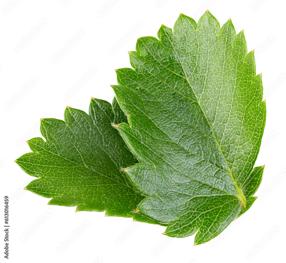 Obraz premium Strawberries leaves isolated