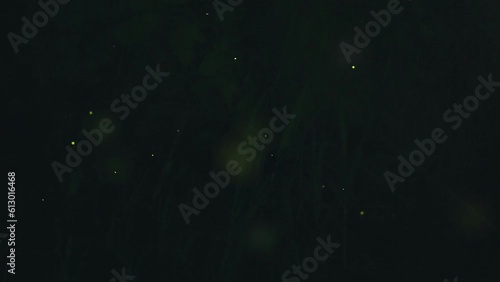 日本の梅雨の時期に飛び交う蛍（ホタル）のいる夜の風景の動画（数は増やしていますが本物の蛍） photo