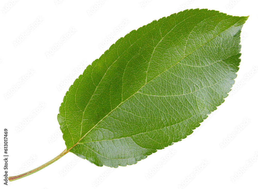 Obraz premium Apple leaves isolated on white