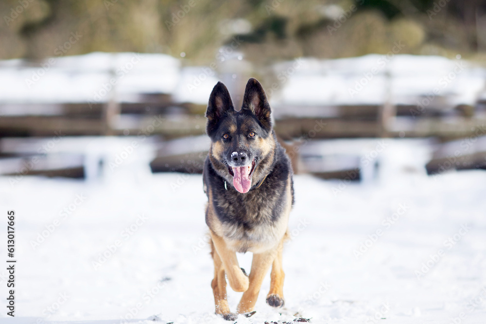 Hund Deutscher Schäferhund frontal rennt im Schnee	