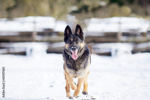 Hund Deutscher Schäferhund frontal rennt im Schnee 