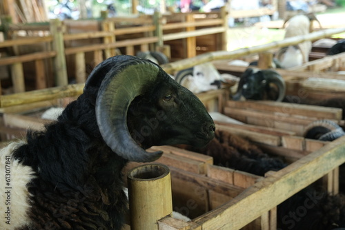 Indonesian sheep with big horns in a farm photo