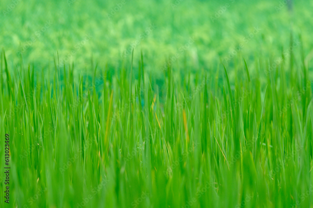 close up of green rice paddy in rice field