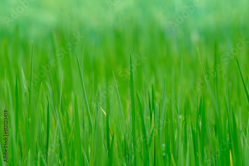 close up of green rice paddy in rice field