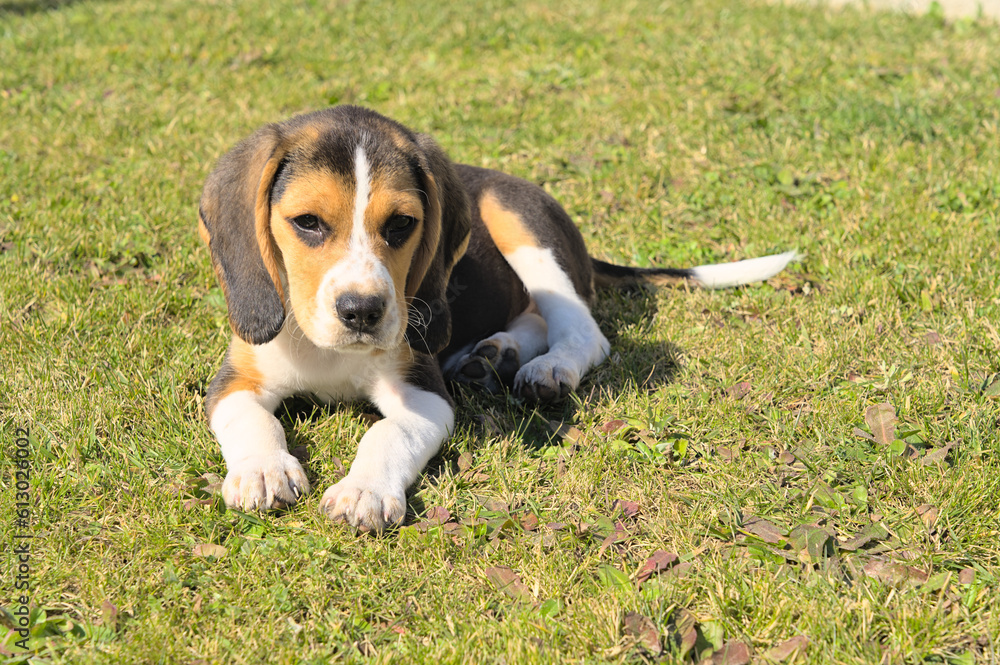 Tricolor beagle puppy dog resting in the lawn under the sun 