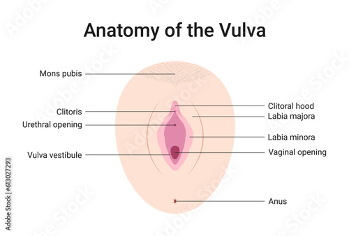 Anatomy of the Vulva Medical Vector Illustration