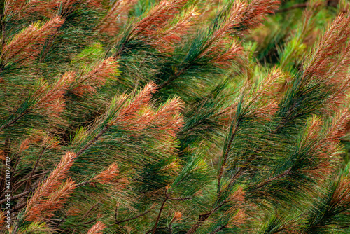 Pine Needles with Dead ends