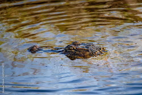 American Alligator