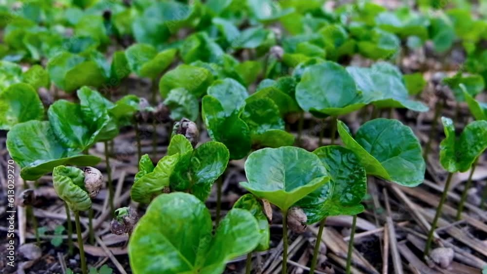 Close up of coffee plant seedlings with green leaves growing in mulch and fluttering in the breeze Close up of coffee plant seedlings with green leaves growing in mulch and fluttering in the breeze