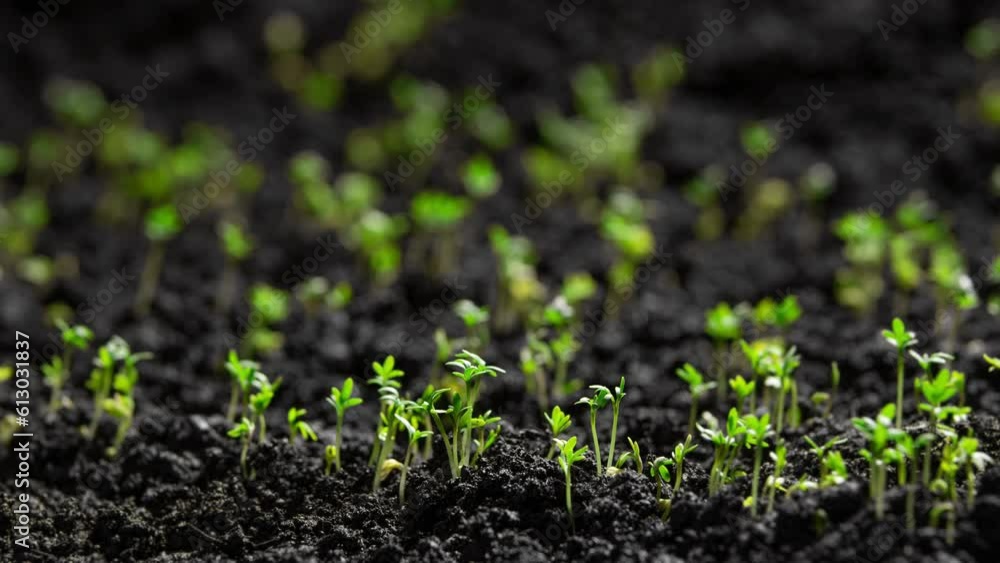 Fresh Green Plants Growing In Time Lapse Cress Salad Sprouts Germination From Seeds In Soil Beautiful Agriculture At Springtime Green Seedling In Wet Soil Shoot in 8k Resolution Fresh Green Plants Growing In Time Lapse Cress Salad Sprouts Germination From Seeds In Soil Beautiful Agriculture At Springtime Green Seedling In Wet Soil Shoot in 8k Resolution