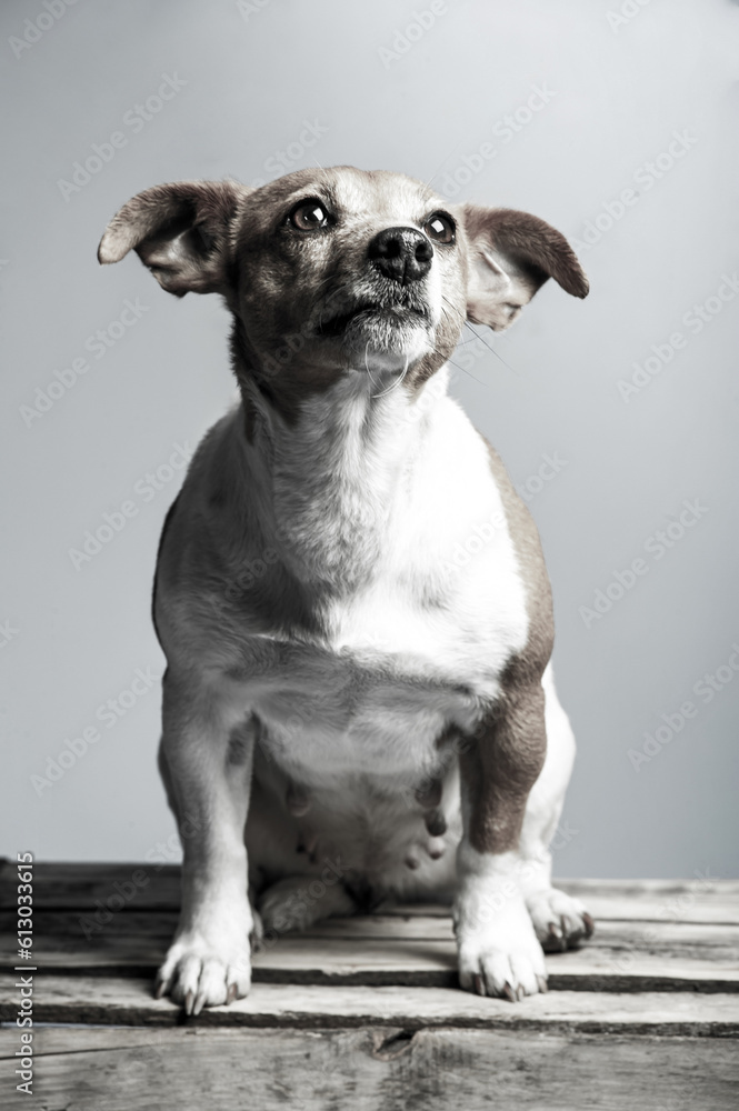 Young Jack Russel lady terrier in front of studio background