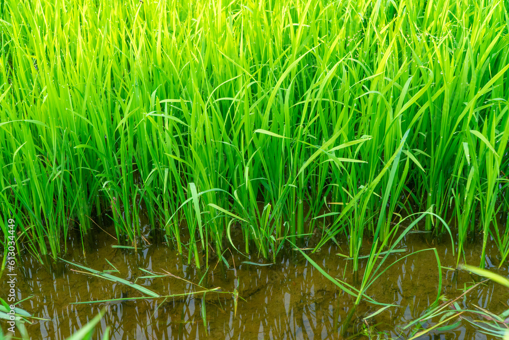 Wet rice plants are growing in the sowing stage. Food plant icon, green nature background. Evolution. Wet rice plants are growing in the sowing stage. Food plant icon, green nature background. Evolution.