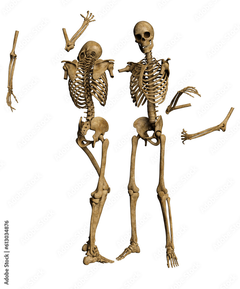 3d render skeleton lovers skulls in pieces, embrace in death 3d render skeleton lovers skulls in pieces, embrace in death