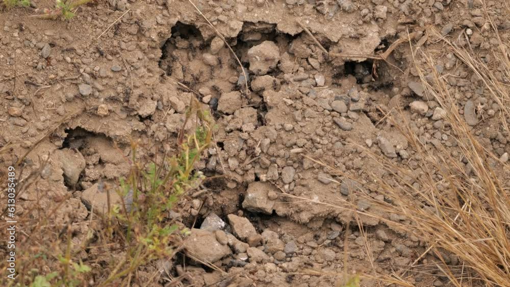 Everyday hustle and bustle in a California anthill. Everyday hustle and bustle in a California anthill.
