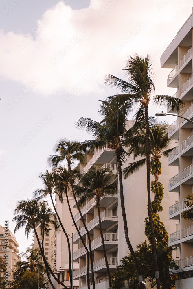 Fototapeta premium palm trees in the city