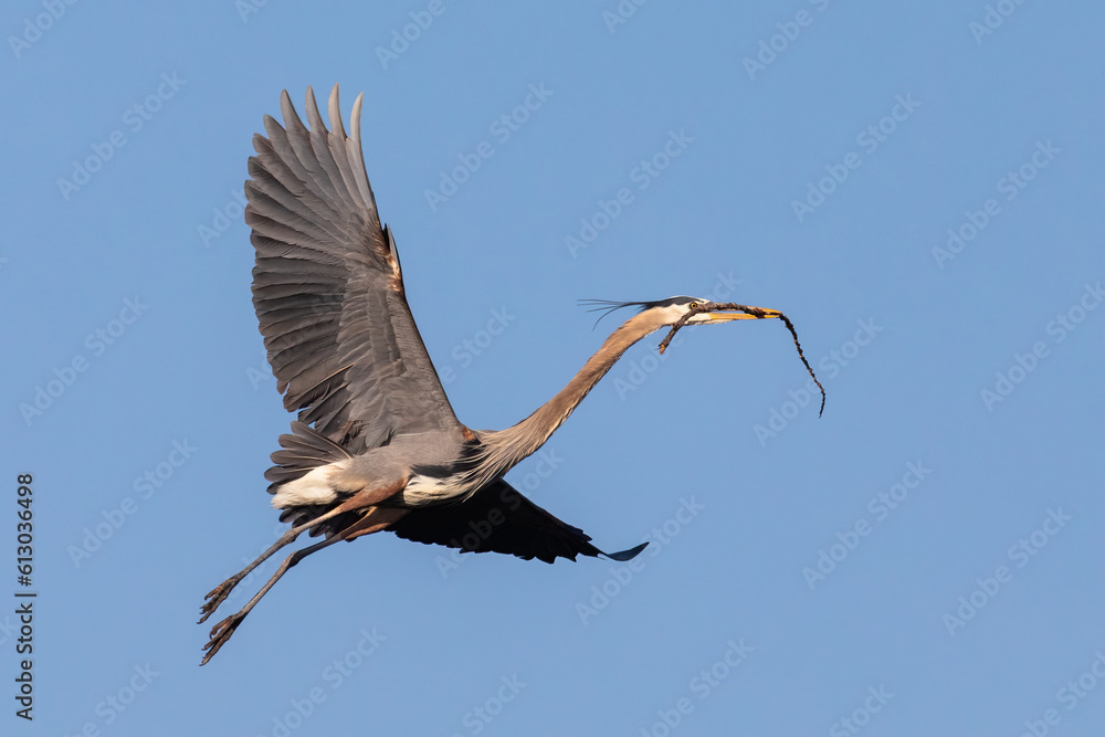 Obraz premium Great Blue Heron in flight near Minneapolis Minnesota carrying stick to build nest in rookery on Mississippi River