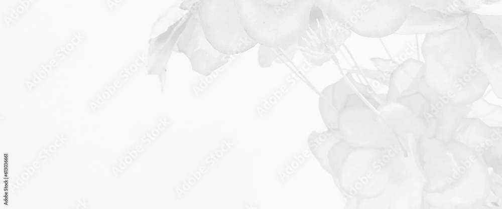 Beautiful tropical flowers with leaves on white color background