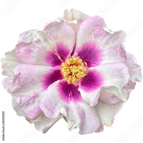 Fototapeta Naklejka Na Ścianę i Meble -  Persica Roses flowers